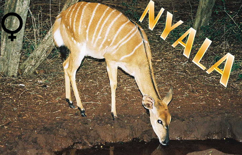un animal -ajonc - 30 juin bravo Martin Nyala-femelle